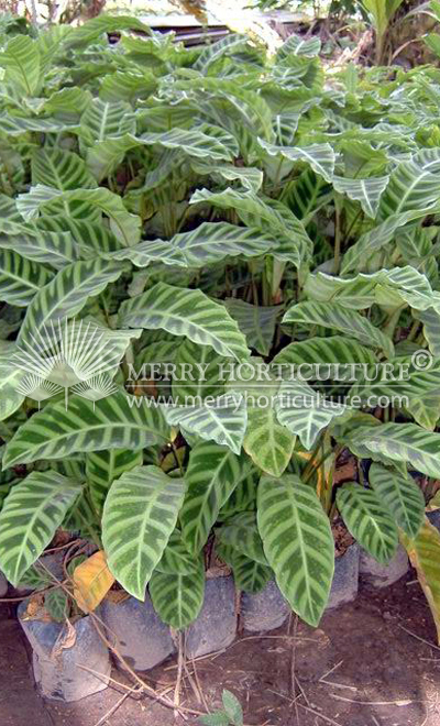 Calathea zebrina 1